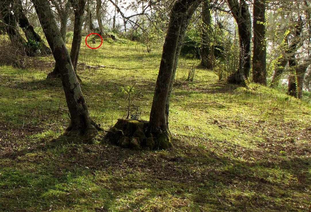 Conigli invasori - Isola di Vivara (NA)